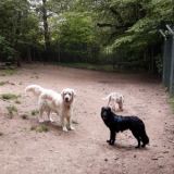 Louie mit Sammy und Mascha